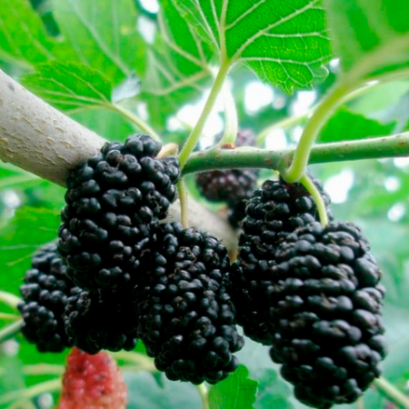 Черница сорт Черна едра Шели  