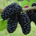 Черница сорт Черна едра Шели Черница сорт Черна едра Шели