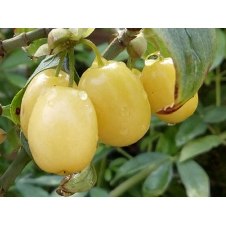 Жълт дрян  сорт Янтар 