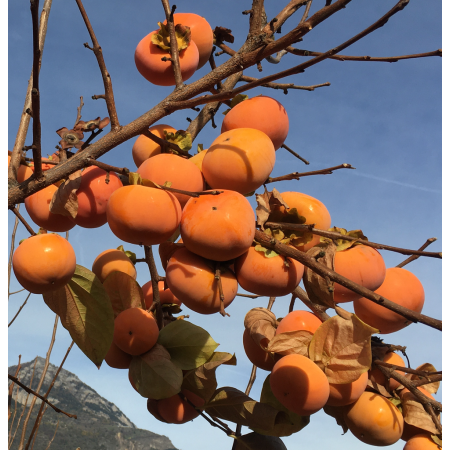 Райска ябълка сорт „Каралиот“ (Karaliot) 