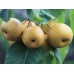 Азиатска круша сорт 'Бенита' (Pyrus communis × Pyrus pyrifolia 'Benita') с плод
