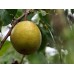 Азиатска круша сорт 'Бенита' (Pyrus communis × Pyrus pyrifolia 'Benita') с плод