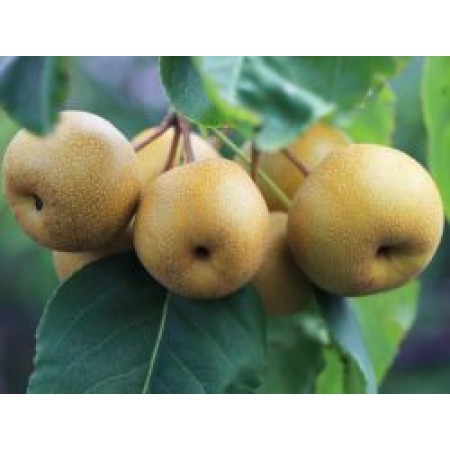 Азиатска круша сорт 'Бенита' (Pyrus communis × Pyrus pyrifolia 'Benita')