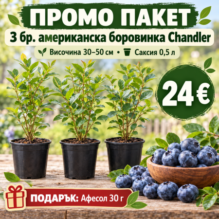 Промо пакет – 3 бр. американска боровинка Chandler + подарък Афесол 30 г