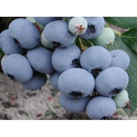 Промоция! 5бр. - Американска боровинка сорт "Чандлер"