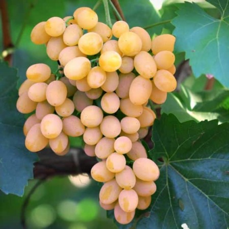 Лоза сорт Данута 