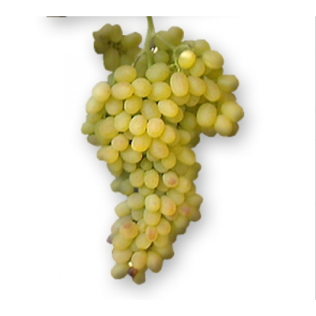 Лоза сорт Хибрид VI-4 