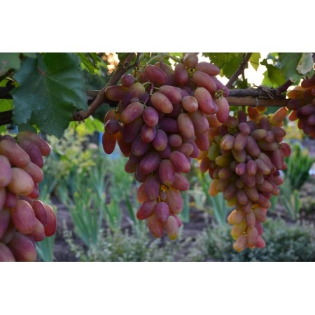 Лоза сорт Преображение 