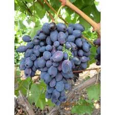 Лоза сорт Плевенски Колорит