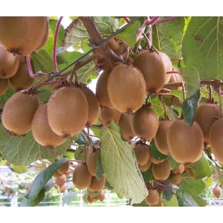 Киви Сорт GREEN LIGHT®