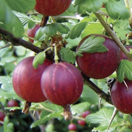 Цариградско грозде Каменяр „Kamieniar“ 