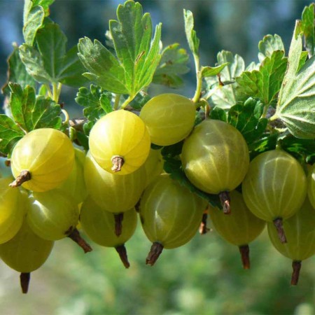 Цариградско грозде  сорт „Mocurines“ 