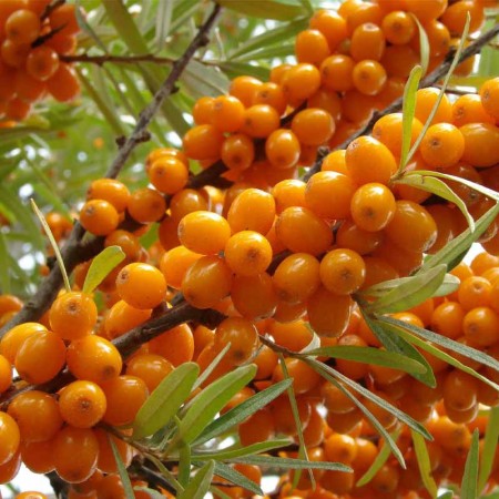 Облепиха (Ракитник) сорт „Friesdorfer Orange“ 