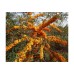 Облепиха (Ракитник) сорт „Friesdorfer Orange“ 