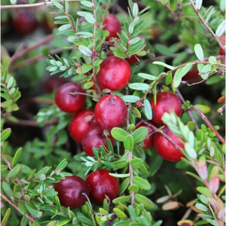 Червена боровинка сорт „Stevens“ 