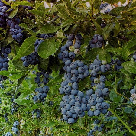 Американска боровинка сорт „Duke“