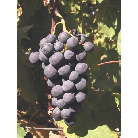 Лоза сорт "Алфонс Лавале"