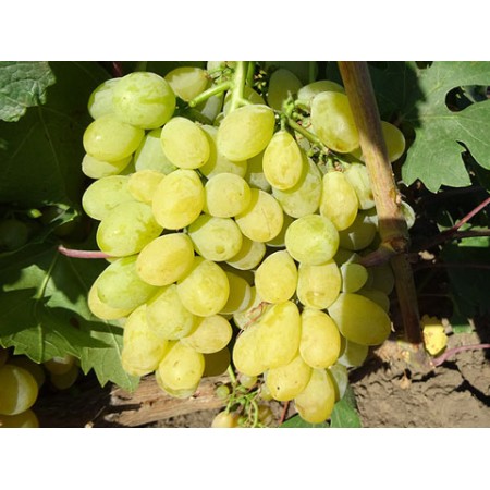 Лоза Сорт "Супер Ран Болгар"