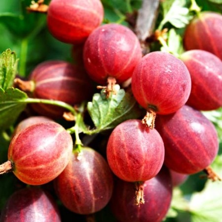 Цариградско грозде сорт Каменяр – растения на гол корен