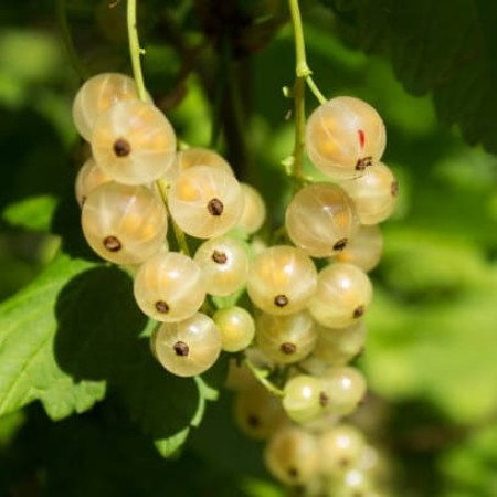 Бяло френско грозде сорт Бианка – растения на гол корен