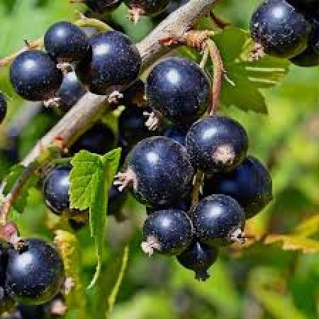 Касис сорт Titania – растения на гол корен