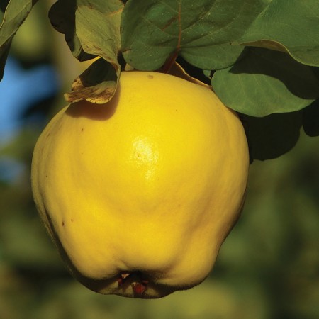 Дюля сорт "Гигант от Загреб"