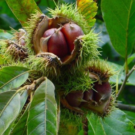 Ядлив Кестен "Марония" (Maronia)