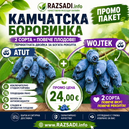 Пакет Каматска Боровинка сортове Atut и Wojtek
