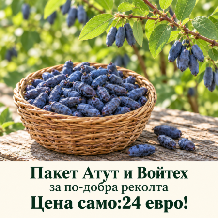 Пакет Каматска Боровинка сортове Atut и Wojtek