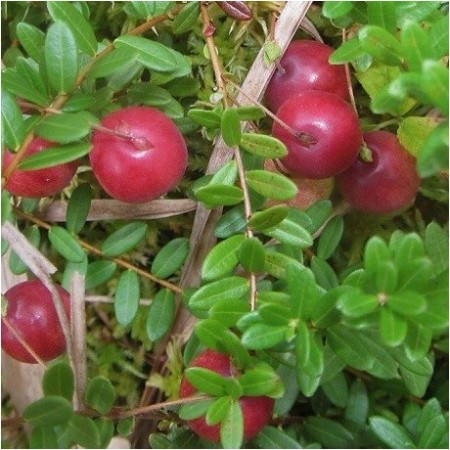 Vaccinium macrocarpon ‘Langlois’ – едроплодна американска червена боровинка