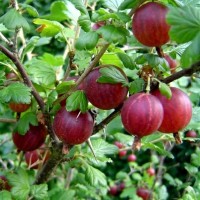 Червено Цариградско грозде сорт Рокула (Десертен)