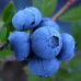 Американска боровинка сорт "HortBlue Petite"