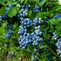 Американска боровинка сорт „BlueGold" (Vaccinium corymbosum)