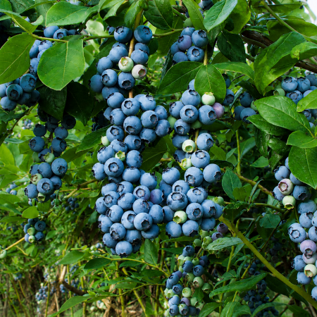 Американска боровинка сорт „BlueGold" (Vaccinium corymbosum)