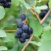 Канадска боровинка (Ирга)  ‘Амела’ 