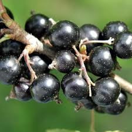 Касис сорт "Тисел"