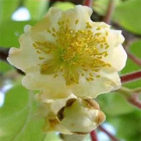 Киви deliciosa „Atlas“