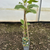 Киви сорт "Джени" Kiwi Actinidia deliciosa Jenny 60 см. Киви сорт "Джени" Kiwi Actinidia deliciosa Jenny 60 см.