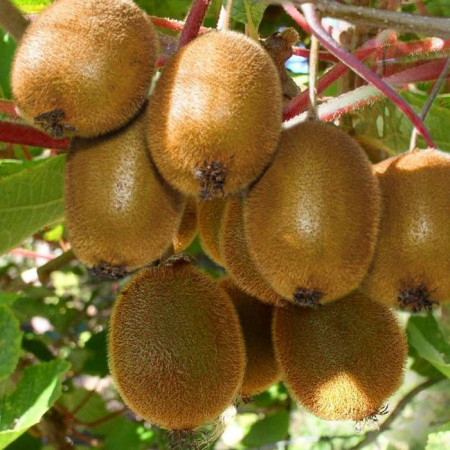 Киви сорт "Джени" Kiwi Actinidia deliciosa Jenny