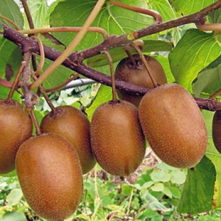 Киви kolomikta "Zakarpacie"