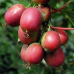Киви arguta 'Ken's Red' 