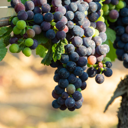 Лоза сорт "Атики"