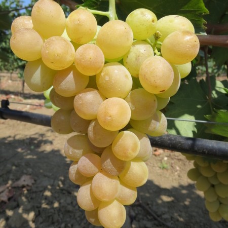 Лоза сорт "Елица"