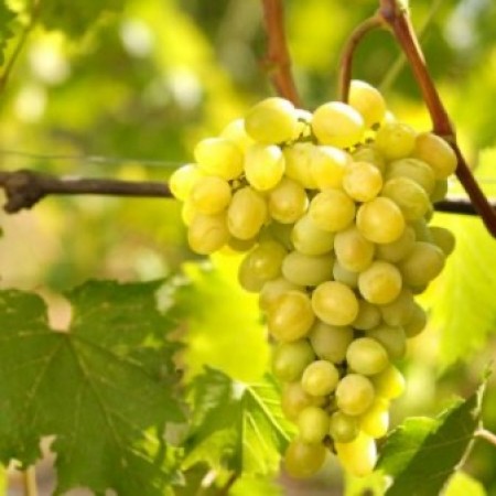 Лоза сорт "Камило"