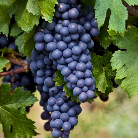 Лоза сорт "Boskoop Glory"