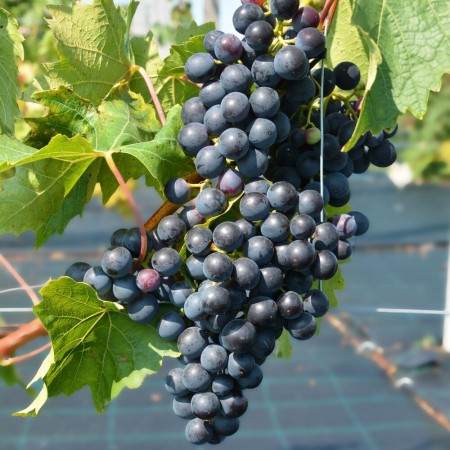 Лоза сорт "Mika"