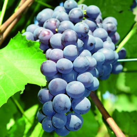 Лоза сорт "Агат Донски"