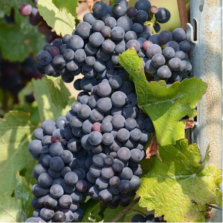 Лоза сорт "Адел Майн"