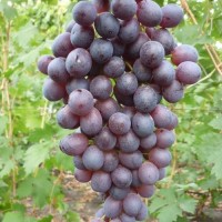 Лоза сорт "Русалка-3"