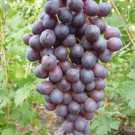 Лоза сорт "Русалка-3"